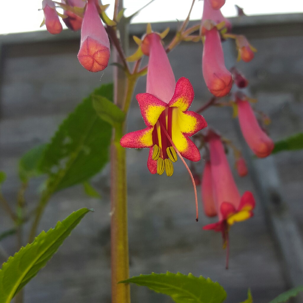 Cape Fuchsia Devils Tears in the GardenTags plant encyclopedia