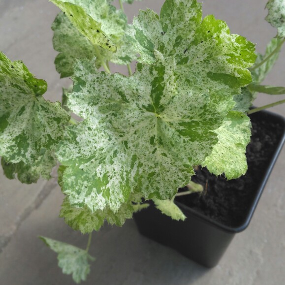 Alumroot Snow Angel in the GardenTags plant encyclopedia