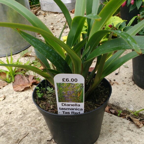 Tasmanian Flax Lily Tas Red in the GardenTags plant encyclopedia