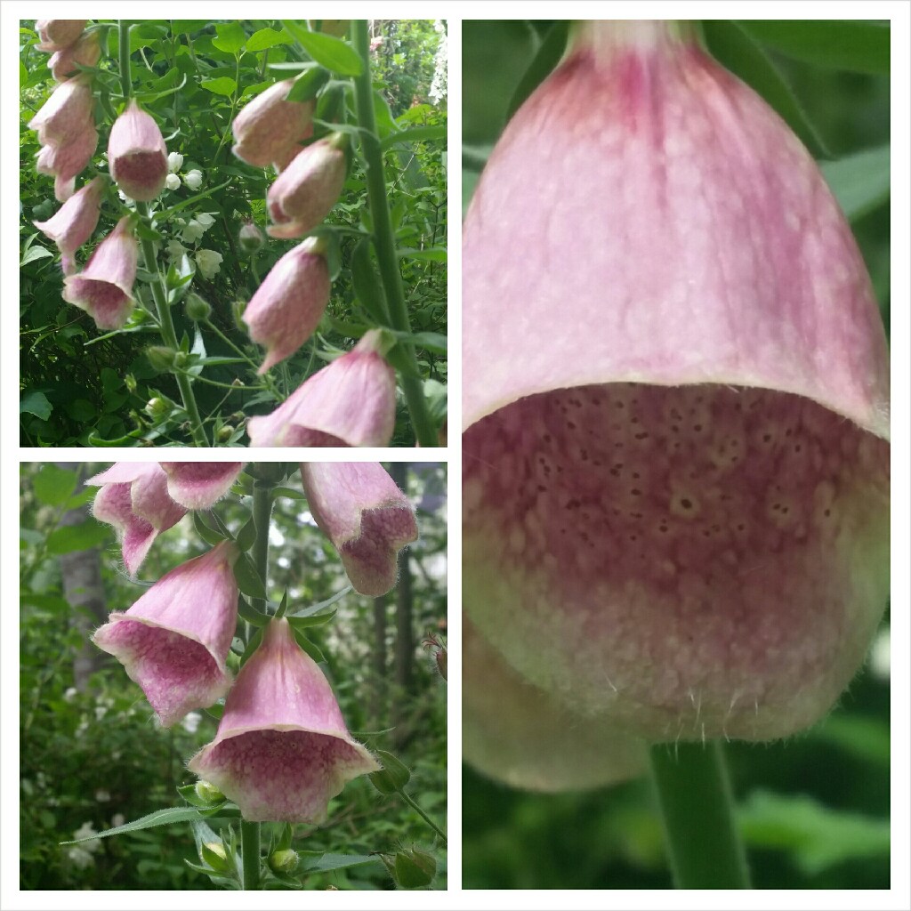 Strawberry Foxglove in the GardenTags plant encyclopedia