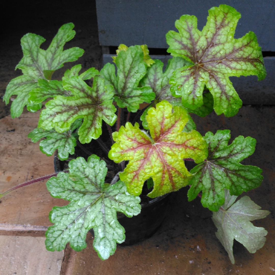 Alumroot Stoplight in the GardenTags plant encyclopedia