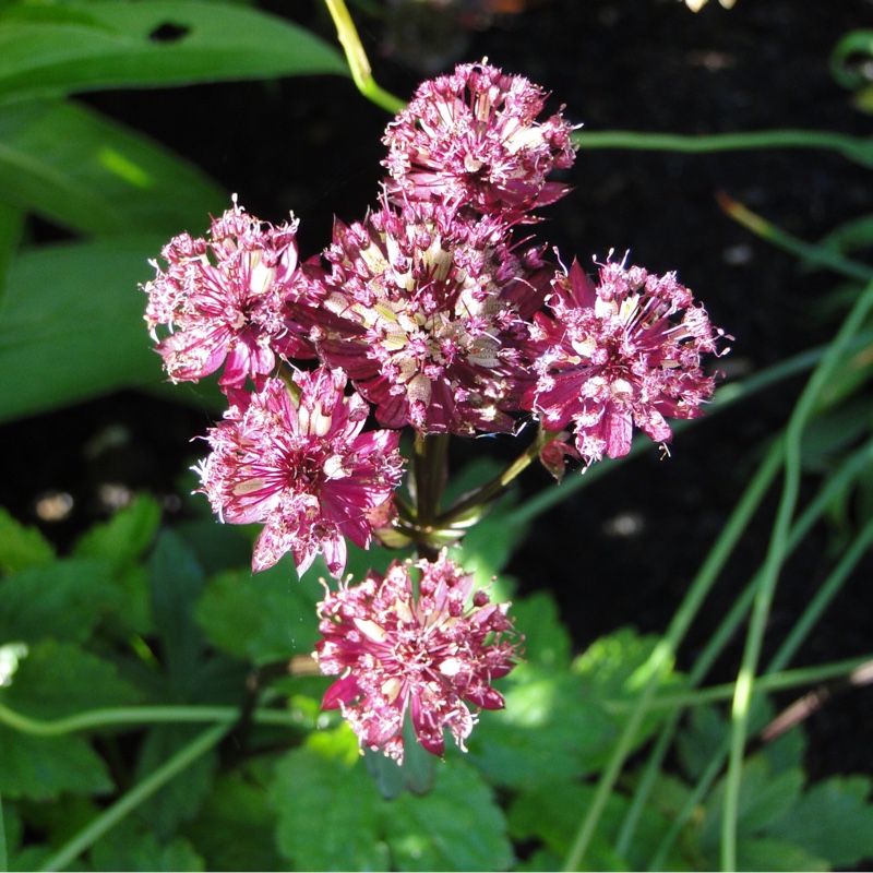 Masterwort Star of Beauty in the GardenTags plant encyclopedia