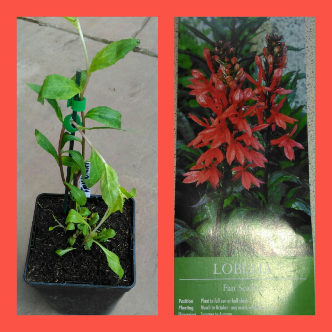 Lobelia Fan Scarlet in the GardenTags plant encyclopedia