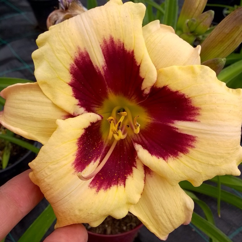 Daylily Blueberry Cream in the GardenTags plant encyclopedia