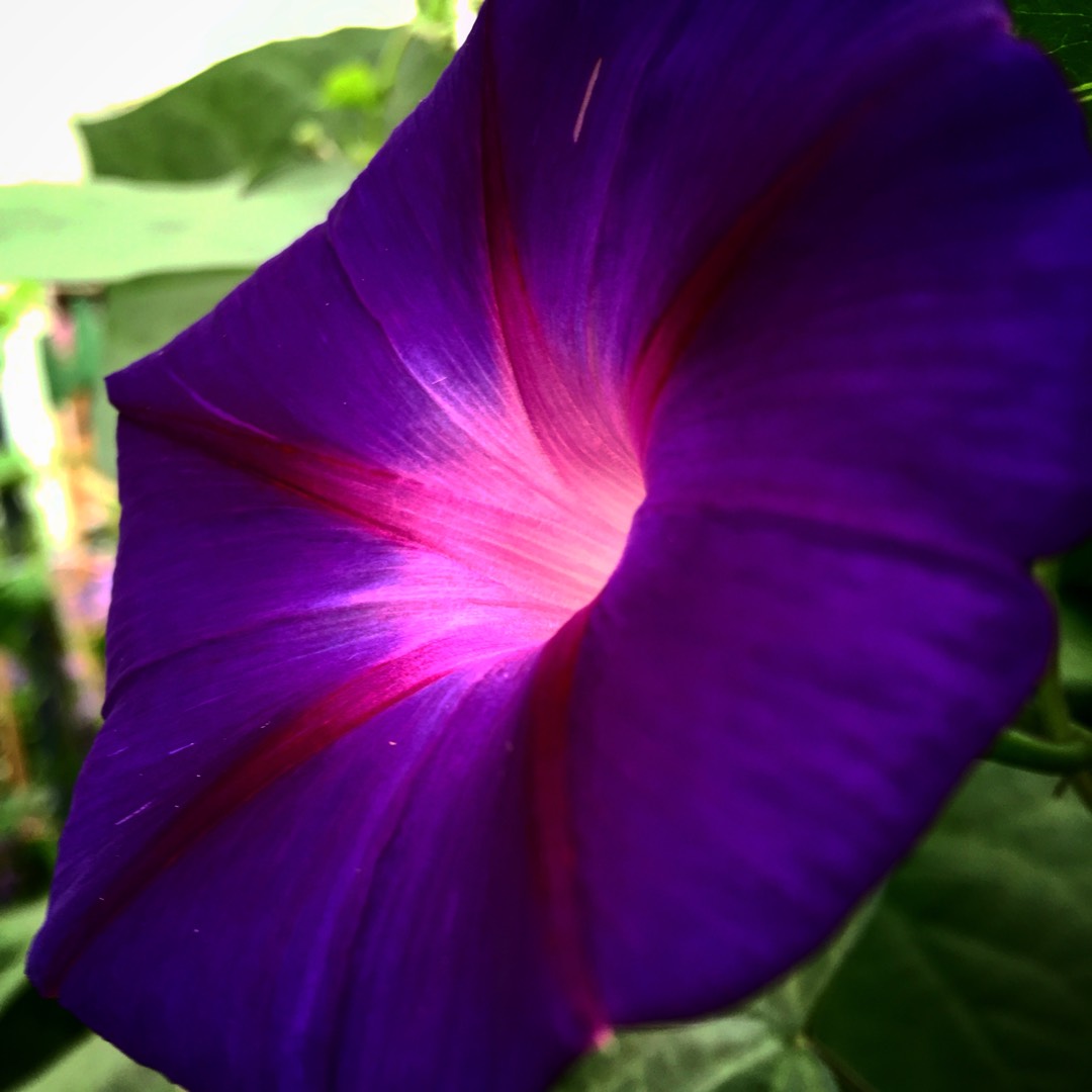 Morning Glory Star Of Yalta in the GardenTags plant encyclopedia