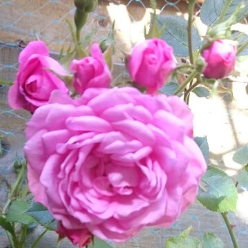 Rose Boogie-Woogie (Climbing Hybrid Tea) in the GardenTags plant encyclopedia