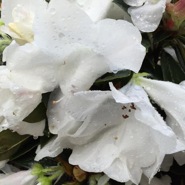 Dwarf Rhododendron Tinkerbird in the GardenTags plant encyclopedia