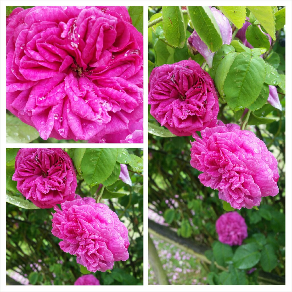 Rose La Noblesse in the GardenTags plant encyclopedia