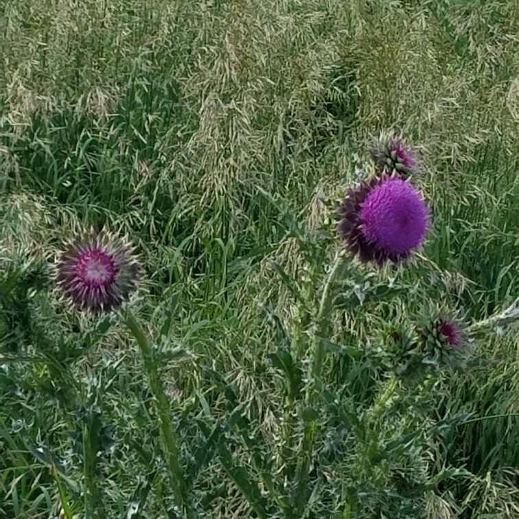 Milk Thistle in the GardenTags plant encyclopedia