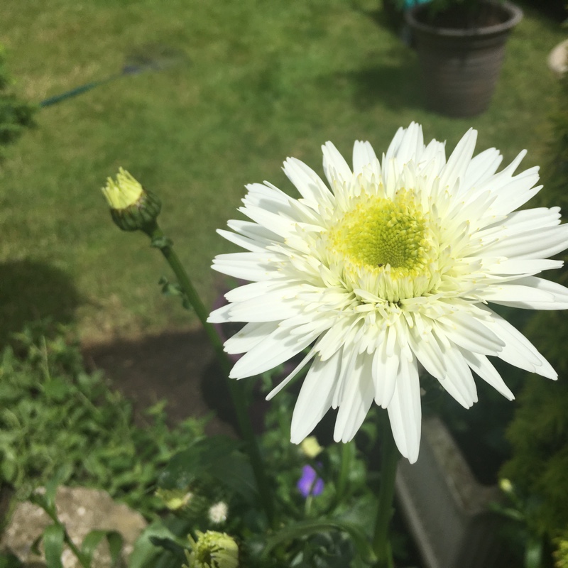 Shasta Daisy Wirral Supreme in the GardenTags plant encyclopedia