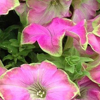 Petunia Kermit Purple in the GardenTags plant encyclopedia