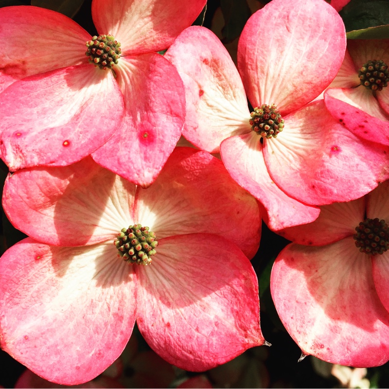 Dogwood Radiant Rose in the GardenTags plant encyclopedia