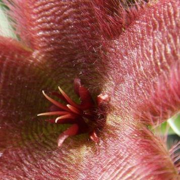 Starfish Flower in the GardenTags plant encyclopedia