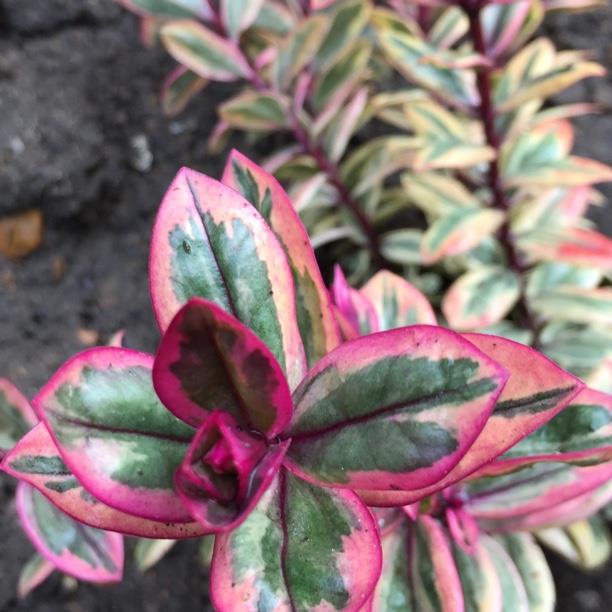 Shrubby Veronica Rhubarb and Custard in the GardenTags plant encyclopedia