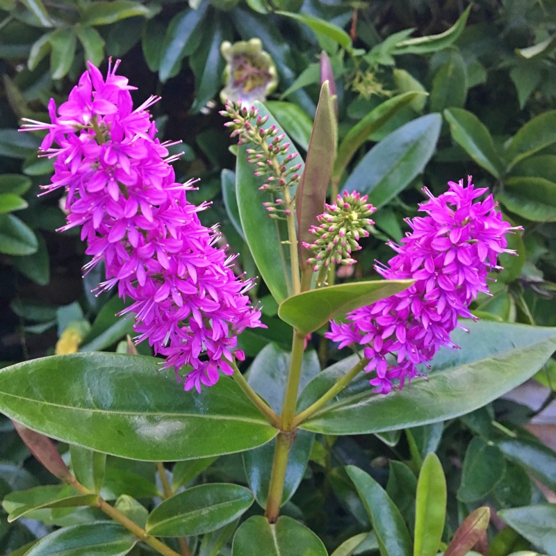 Shrubby Veronica Elliptica in the GardenTags plant encyclopedia