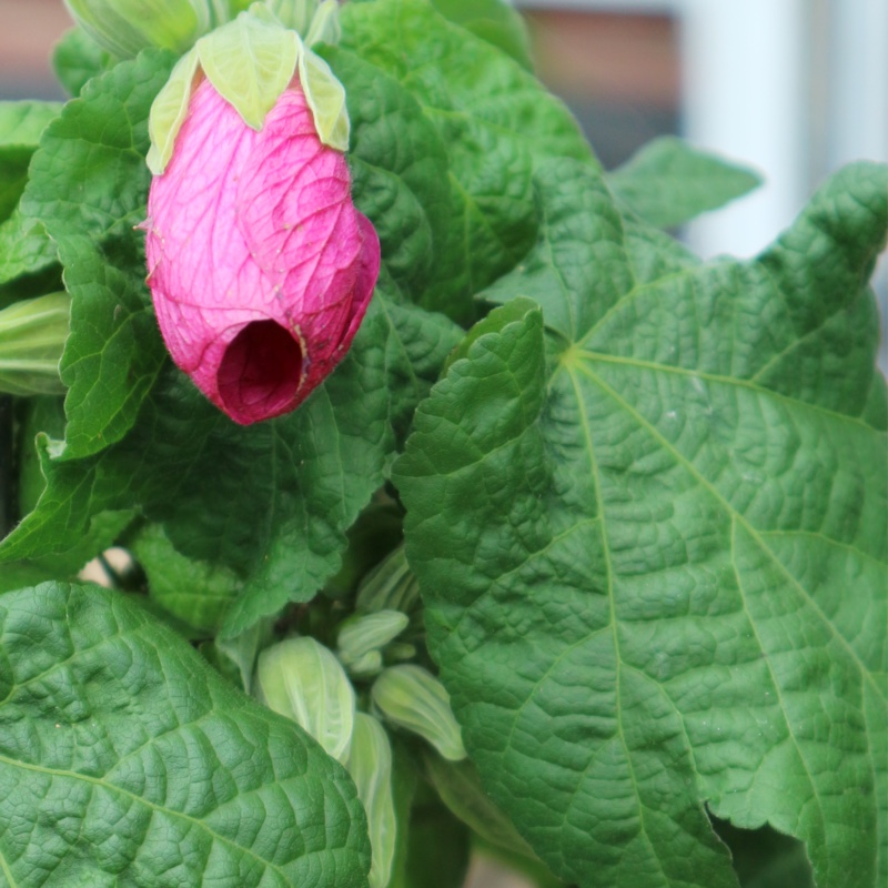 Flowering Maple Eric Lilac in the GardenTags plant encyclopedia