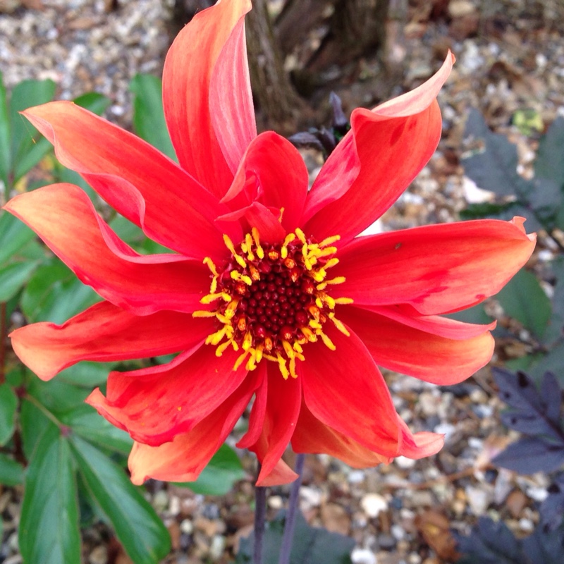 Dahlia Piccolo Mix in the GardenTags plant encyclopedia