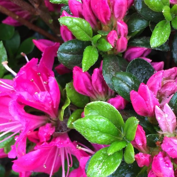 Azalea Kermesina in the GardenTags plant encyclopedia