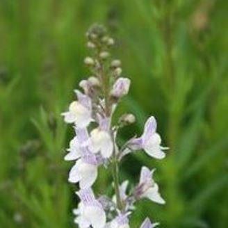 Toadflax Carnforth in the GardenTags plant encyclopedia