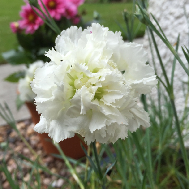 Pink Mrs Sinkins in the GardenTags plant encyclopedia