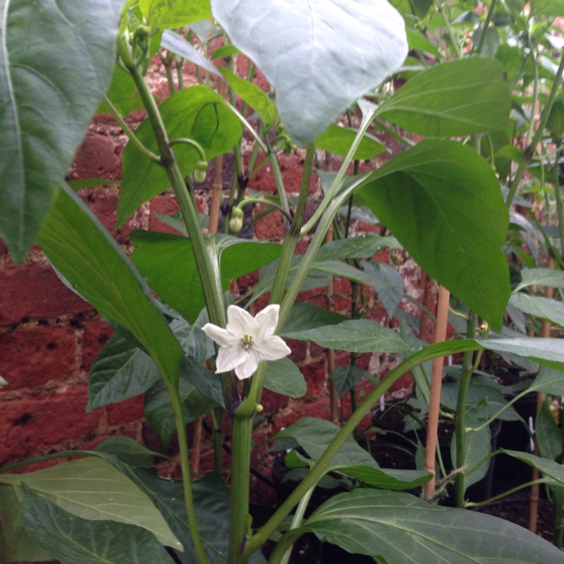 Chilli Pepper Hungarian Wax in the GardenTags plant encyclopedia