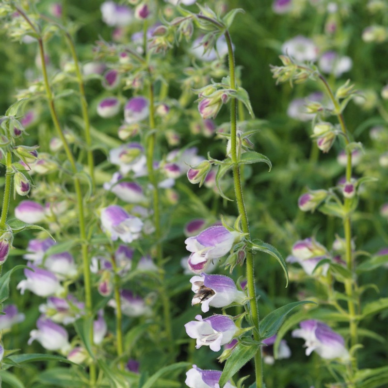 Beardtongue in the GardenTags plant encyclopedia