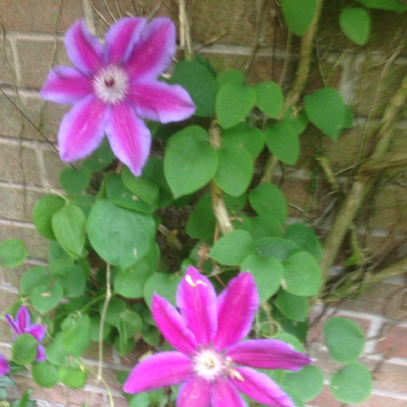 Clematis Fireworks in the GardenTags plant encyclopedia