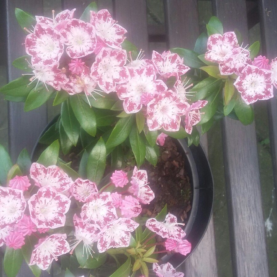 Mountain Laurel Minuet in the GardenTags plant encyclopedia