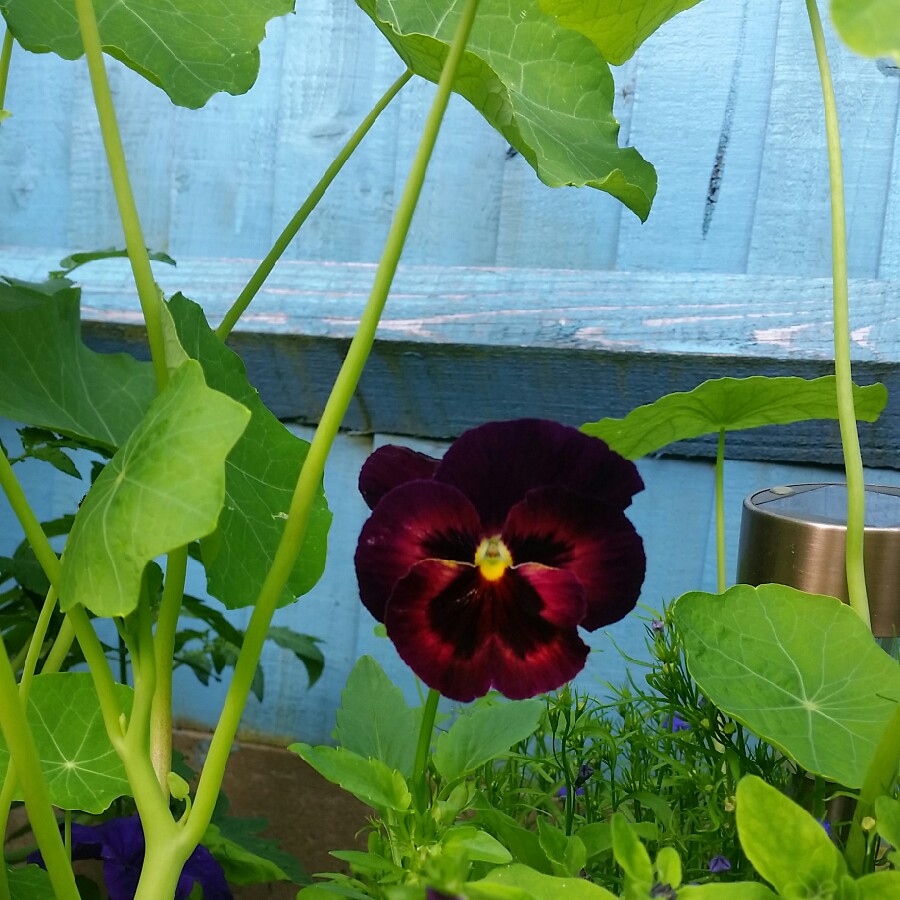 Pansy Sangria in the GardenTags plant encyclopedia