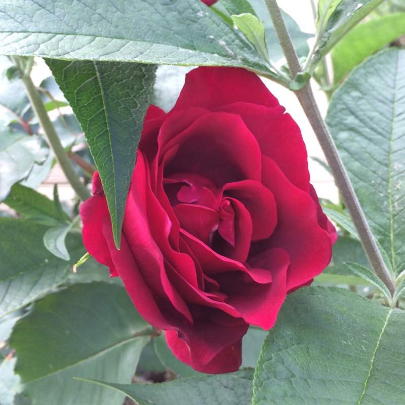 Rose Étoile De Hollande (Hybrid Tea) in the GardenTags plant encyclopedia