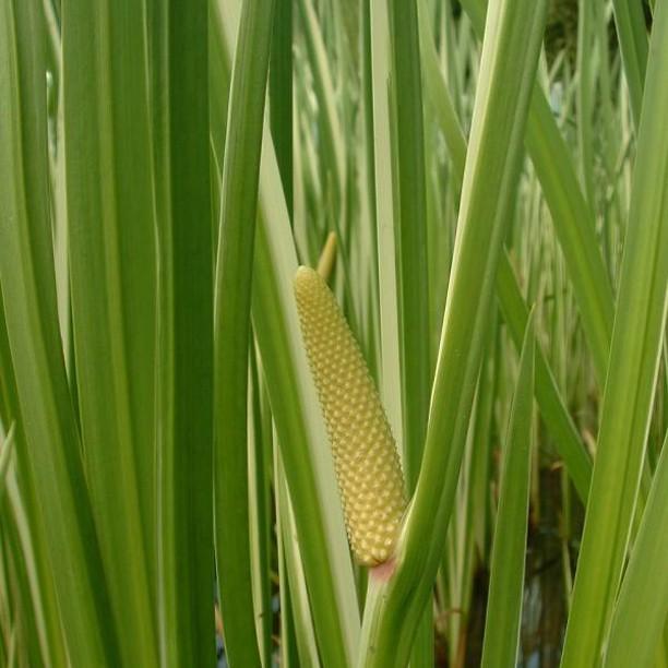 Silver-striped Sweet Flag in the GardenTags plant encyclopedia