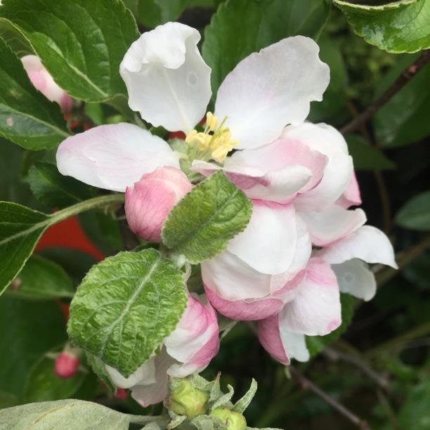 Apple Coxs Orange Pippin in the GardenTags plant encyclopedia