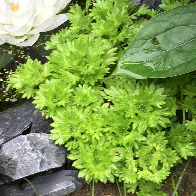 Saxifrage White Carpet in the GardenTags plant encyclopedia