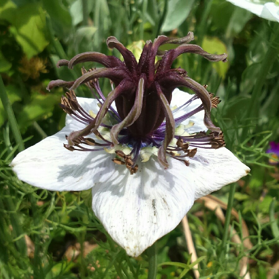 Love-in-a-mist in the GardenTags plant encyclopedia