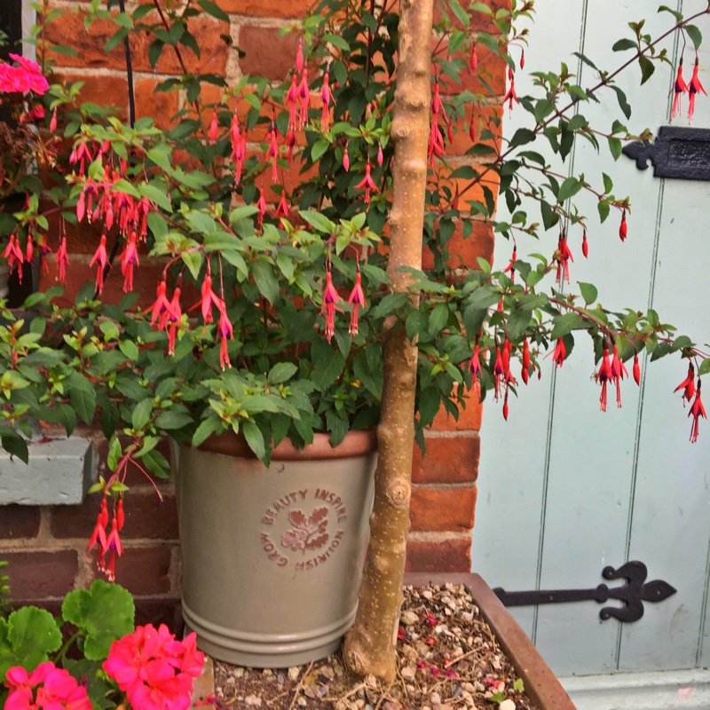 Fuchsia Thompsonii in the GardenTags plant encyclopedia