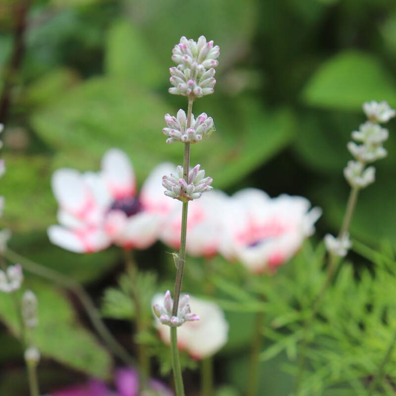 Lavender Ellagance Pink in the GardenTags plant encyclopedia