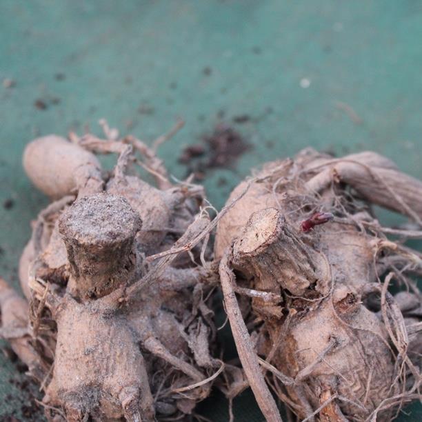 Dahlia Sylvia (Ball) in the GardenTags plant encyclopedia