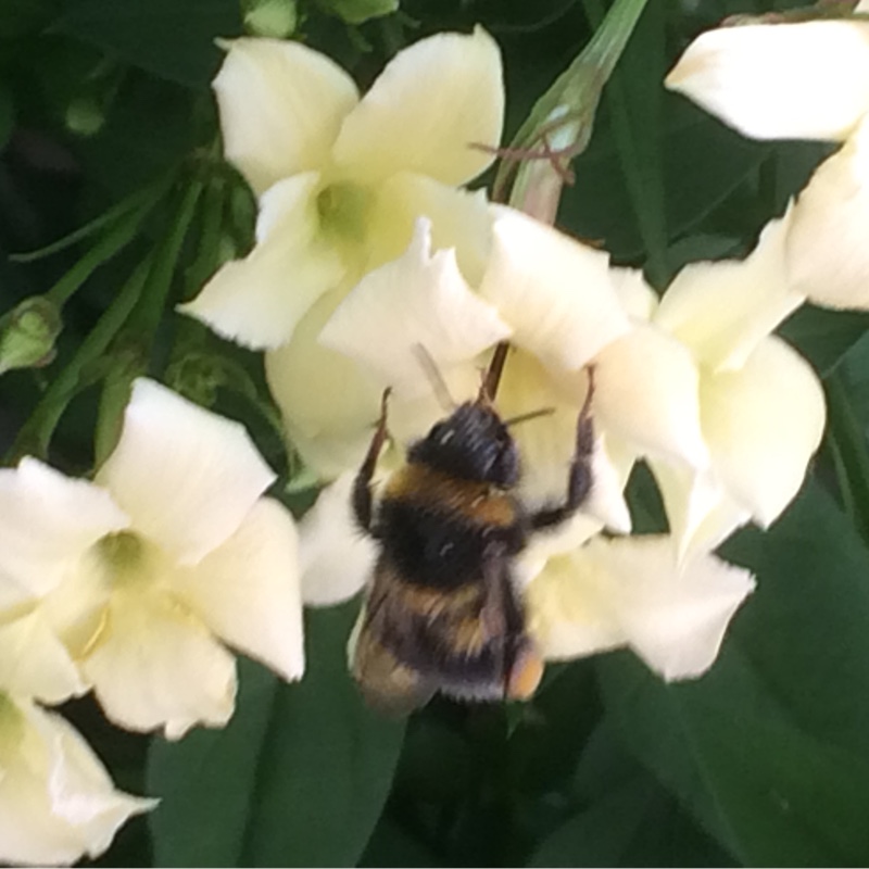 Yellow Jasmine in the GardenTags plant encyclopedia