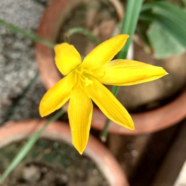 Yellow Rain Lily in the GardenTags plant encyclopedia