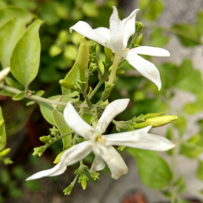 Jasmin Juhi in the GardenTags plant encyclopedia