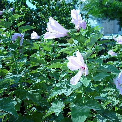 Swamp Hibiscus in the GardenTags plant encyclopedia