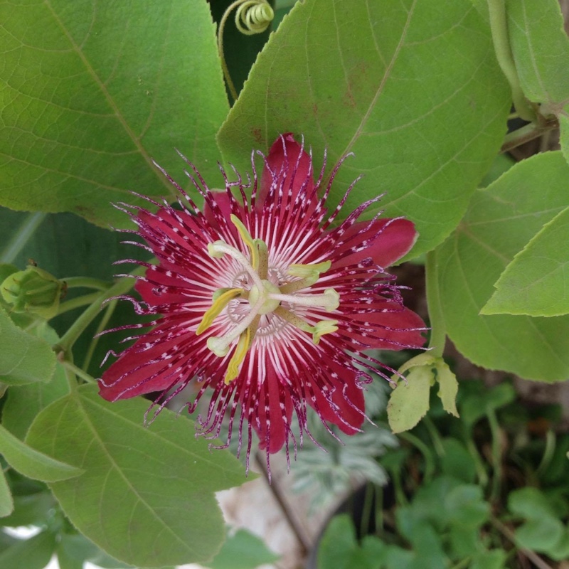 Passion flower Ruby Red in the GardenTags plant encyclopedia