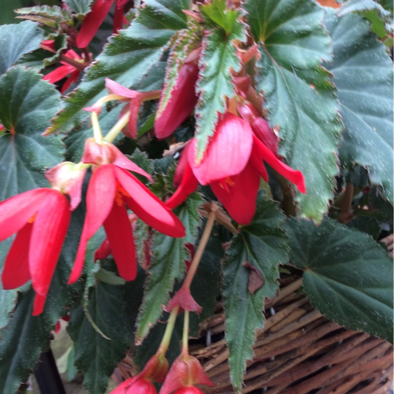 Tuberous Begonia Waterfall Encanto Red in the GardenTags plant encyclopedia