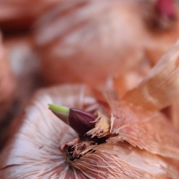 Gladioli Dolce Vita (Large-flowered) in the GardenTags plant encyclopedia