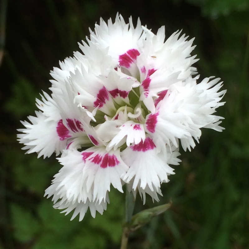 Pink Bridal Veil in the GardenTags plant encyclopedia