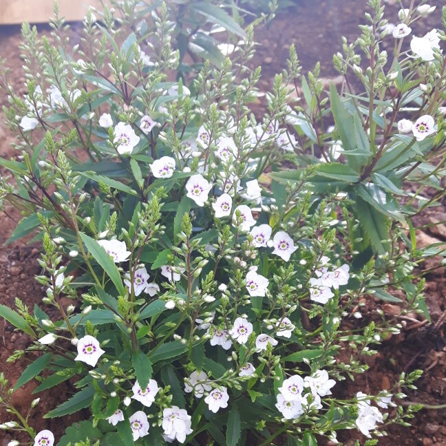 Parahebe Snowcap in the GardenTags plant encyclopedia