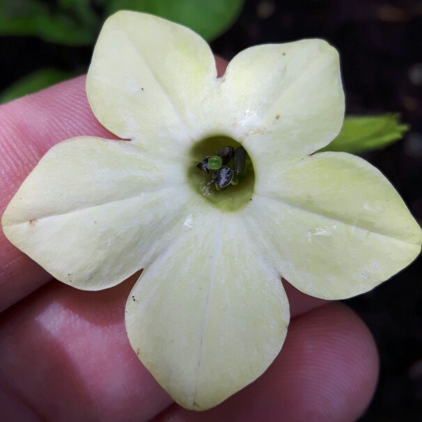 Tobacco flower Lime Green in the GardenTags plant encyclopedia