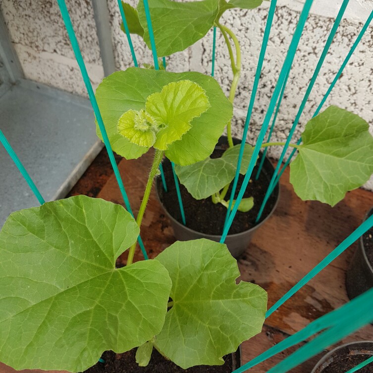 Cantaloupe Melon Charentais in the GardenTags plant encyclopedia