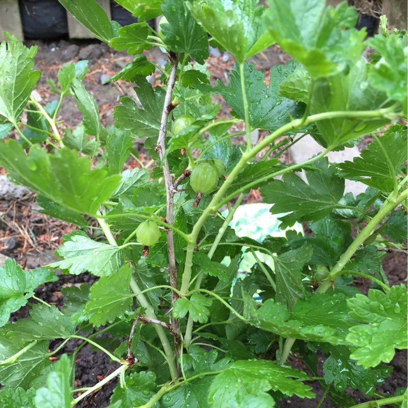 Gooseberry Hinnonmaki Yellow in the GardenTags plant encyclopedia