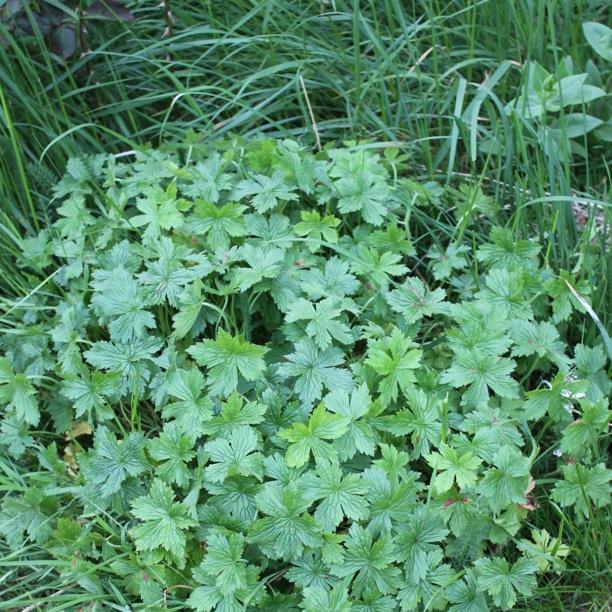 Cranesbill Mavis Simpson in the GardenTags plant encyclopedia